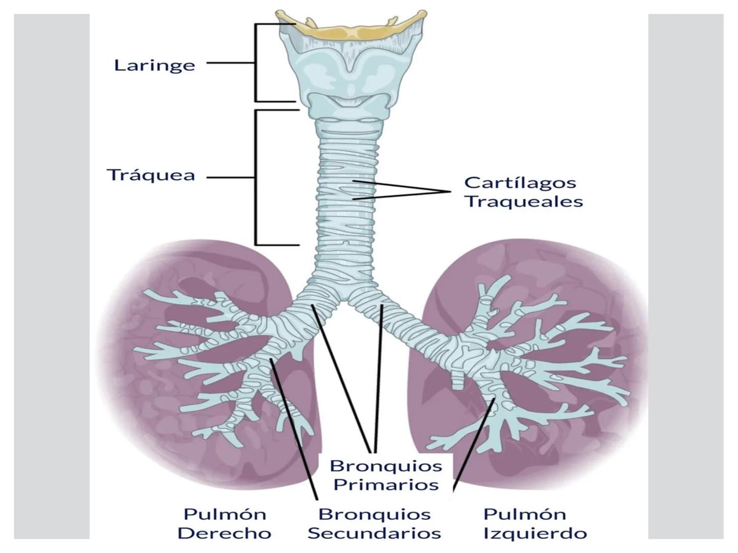 # CIRUGIA DE CABEZA-CUELLO
Y
MAXILOFACIAL • ¿Qué es la cirugía de cabeza y cuello? Como su
nombre lo indica, el servicio médico de Cirugía