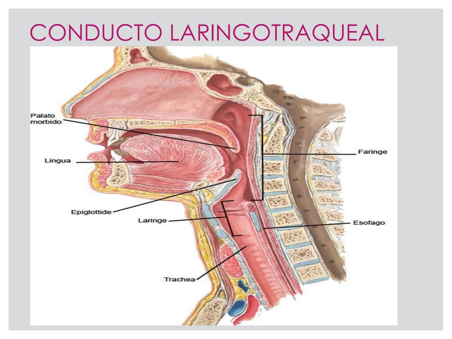 # CIRUGIA DE CABEZA-CUELLO
Y
MAXILOFACIAL • ¿Qué es la cirugía de cabeza y cuello? Como su
nombre lo indica, el servicio médico de Cirugía