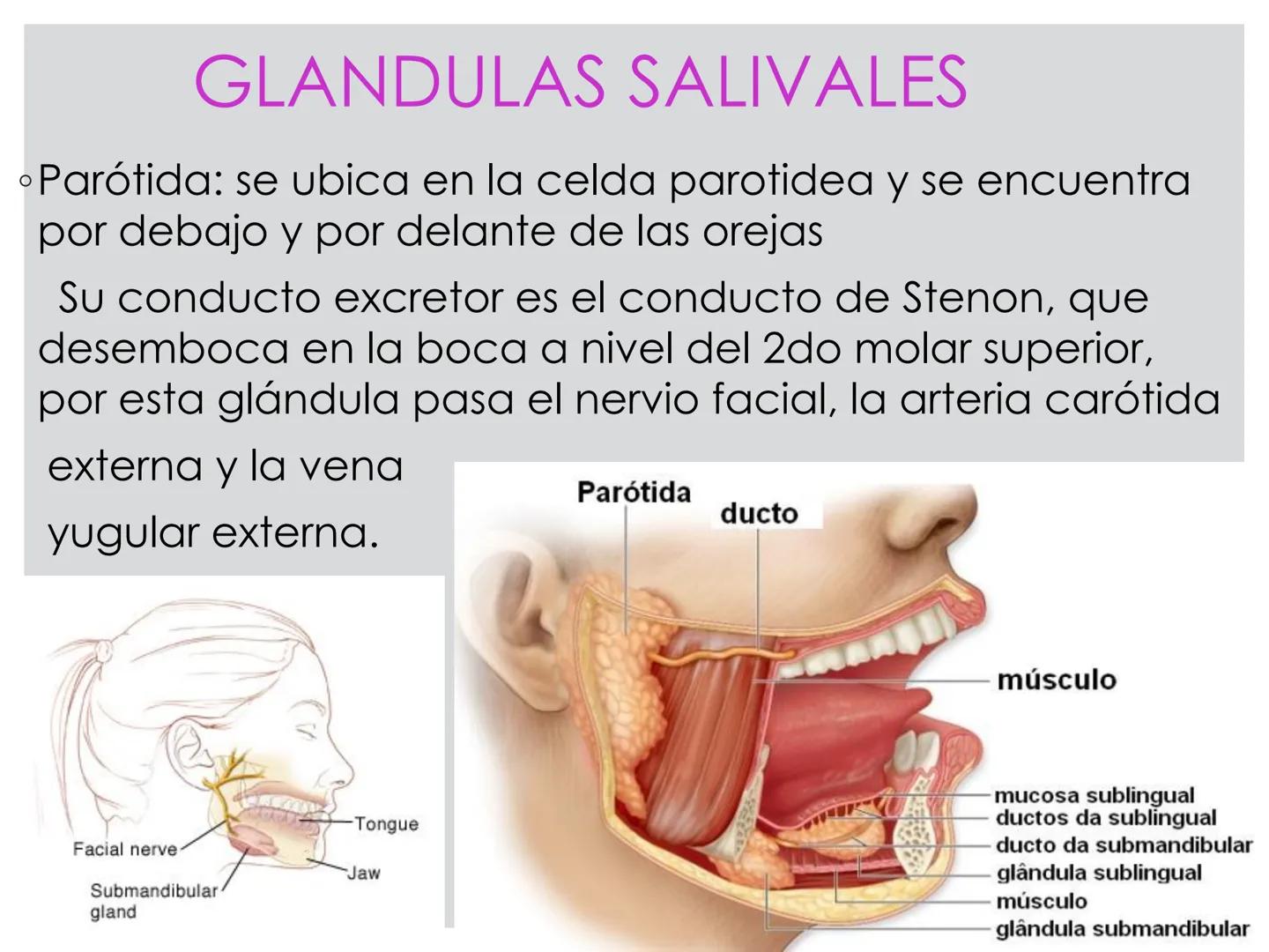 # CIRUGIA DE CABEZA-CUELLO
Y
MAXILOFACIAL • ¿Qué es la cirugía de cabeza y cuello? Como su
nombre lo indica, el servicio médico de Cirugía