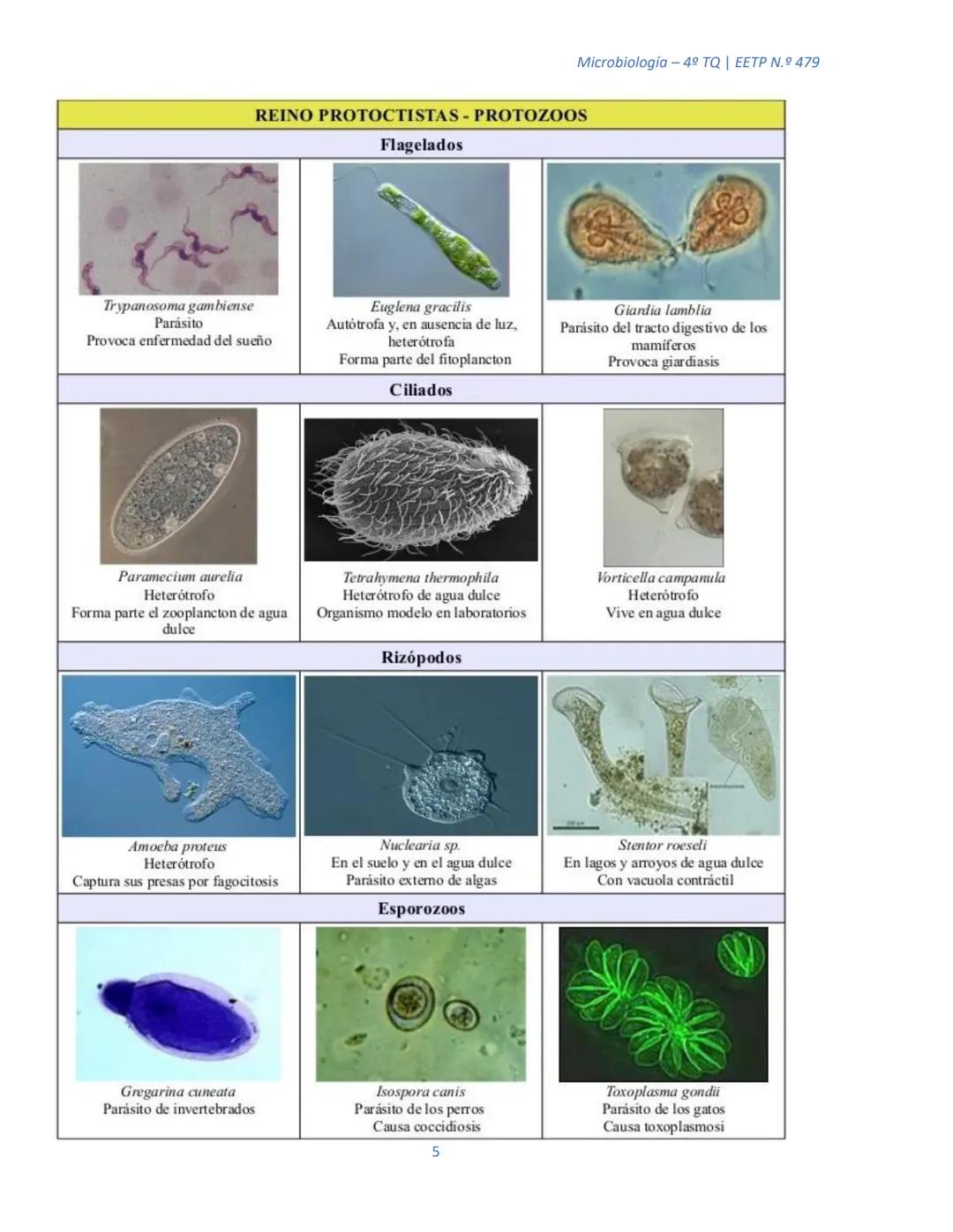 ## MICROORGANISMOS EUCARIOTAS
Microbiología – 4º TQ | ΕΕΤP N.º 479
Actualmente los microorganismos eucariotas son organismos muy simples, q