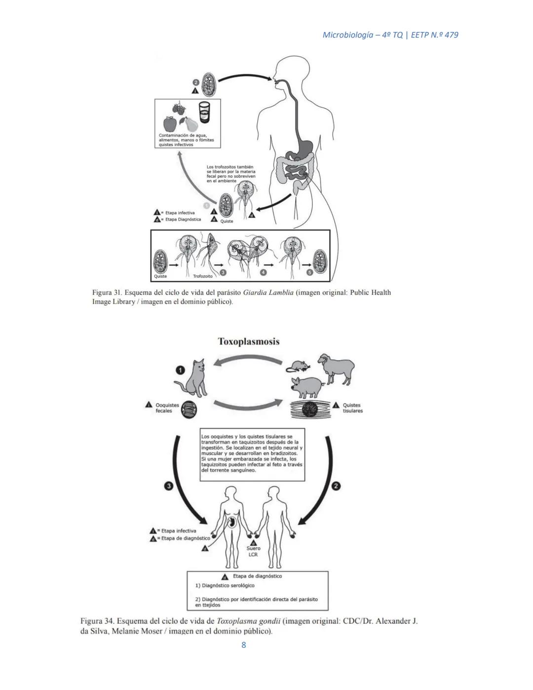 ## MICROORGANISMOS EUCARIOTAS
Microbiología – 4º TQ | ΕΕΤP N.º 479
Actualmente los microorganismos eucariotas son organismos muy simples, q
