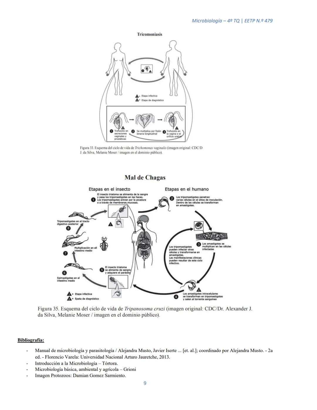 ## MICROORGANISMOS EUCARIOTAS
Microbiología – 4º TQ | ΕΕΤP N.º 479
Actualmente los microorganismos eucariotas son organismos muy simples, q