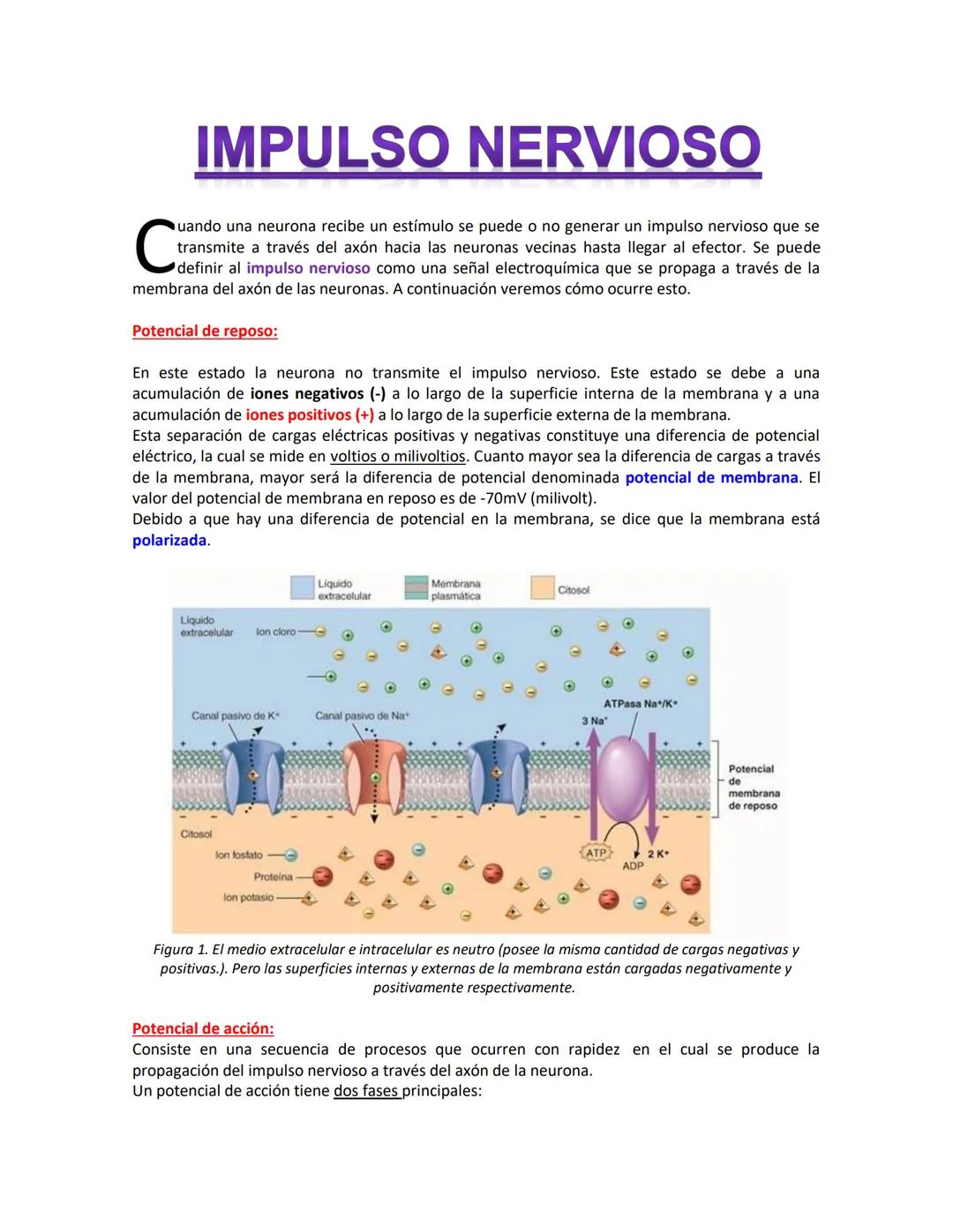# IMPULSO NERVIOSO
C uando una neurona recibe un estímulo se puede o no generar un impulso nervioso que se
transmite a través del axón haci