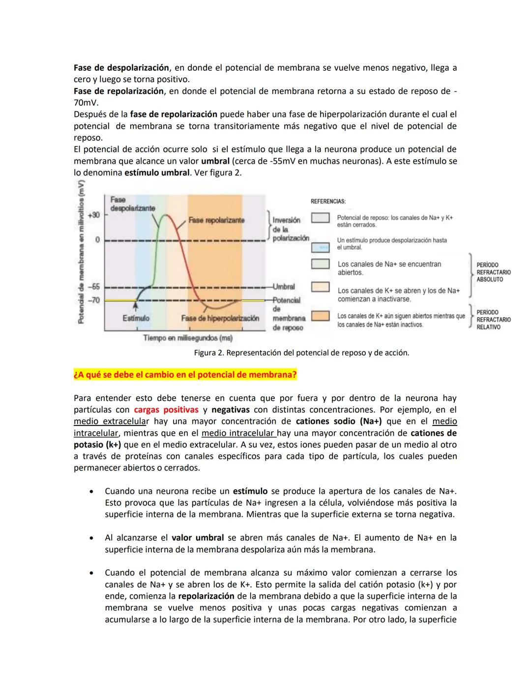 # IMPULSO NERVIOSO
C uando una neurona recibe un estímulo se puede o no generar un impulso nervioso que se
transmite a través del axón haci
