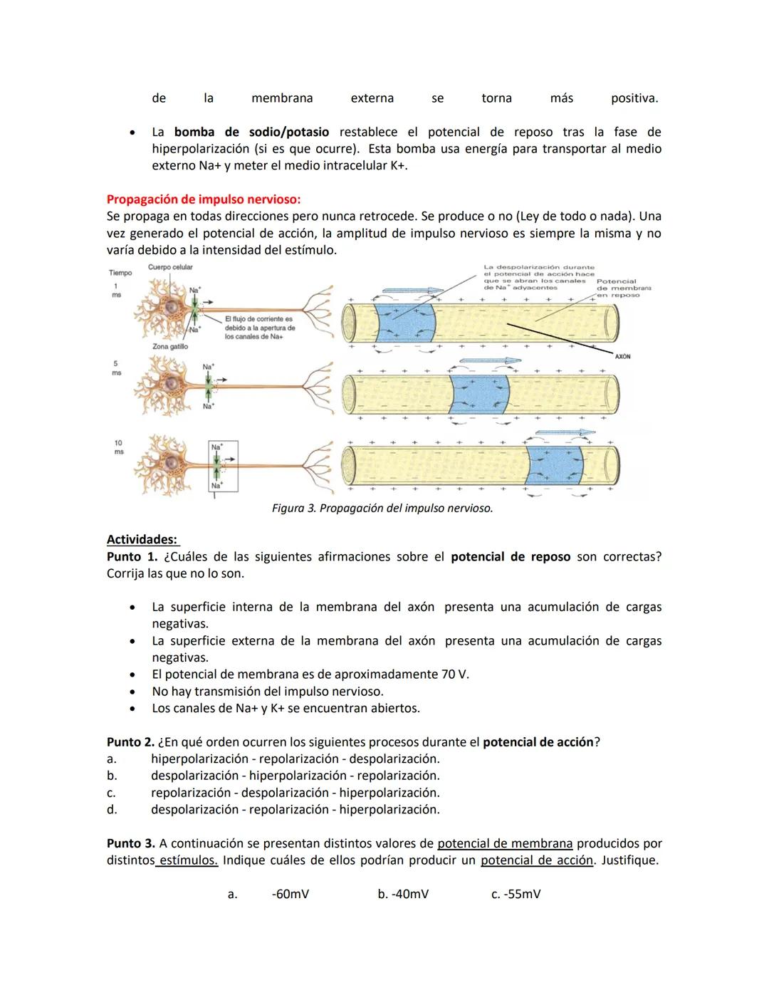 # IMPULSO NERVIOSO
C uando una neurona recibe un estímulo se puede o no generar un impulso nervioso que se
transmite a través del axón haci