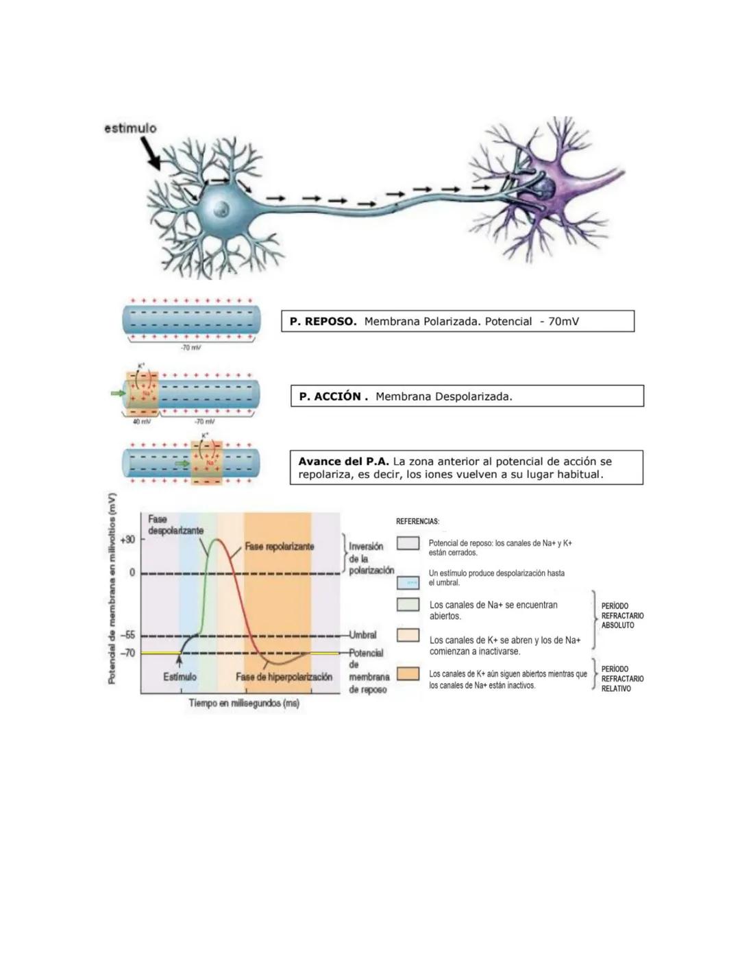 # IMPULSO NERVIOSO
C uando una neurona recibe un estímulo se puede o no generar un impulso nervioso que se
transmite a través del axón haci
