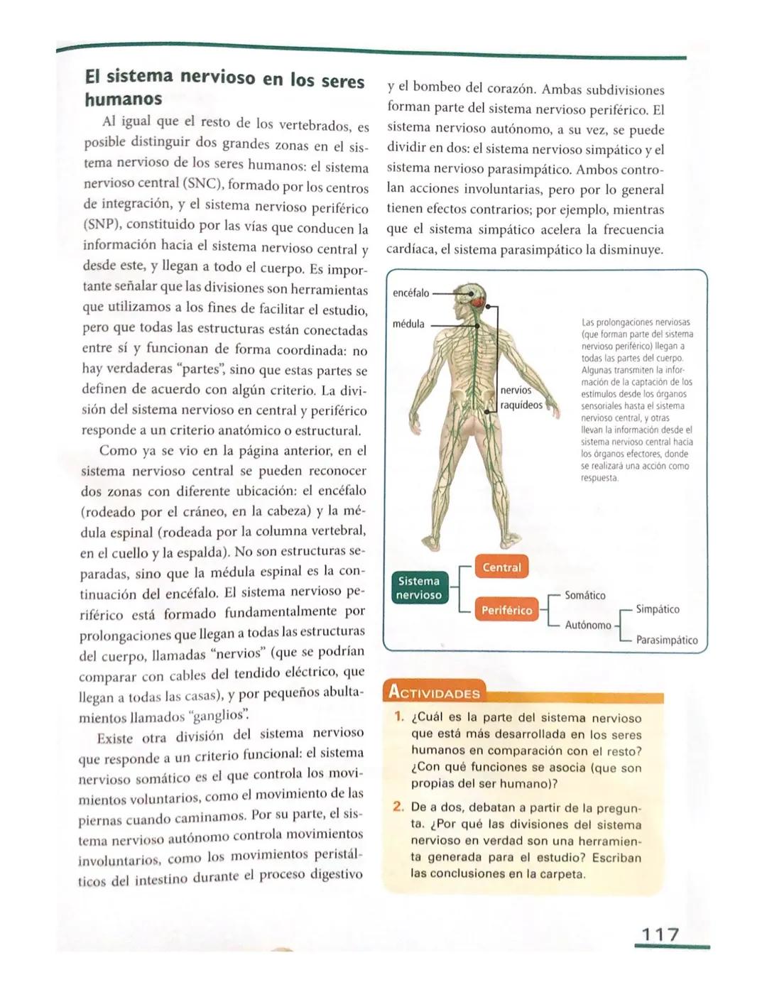 # El sistema nervioso en los seres
humanos
Al igual que el resto de los vertebrados, es
posible distinguir dos grandes zonas en el sis
tema