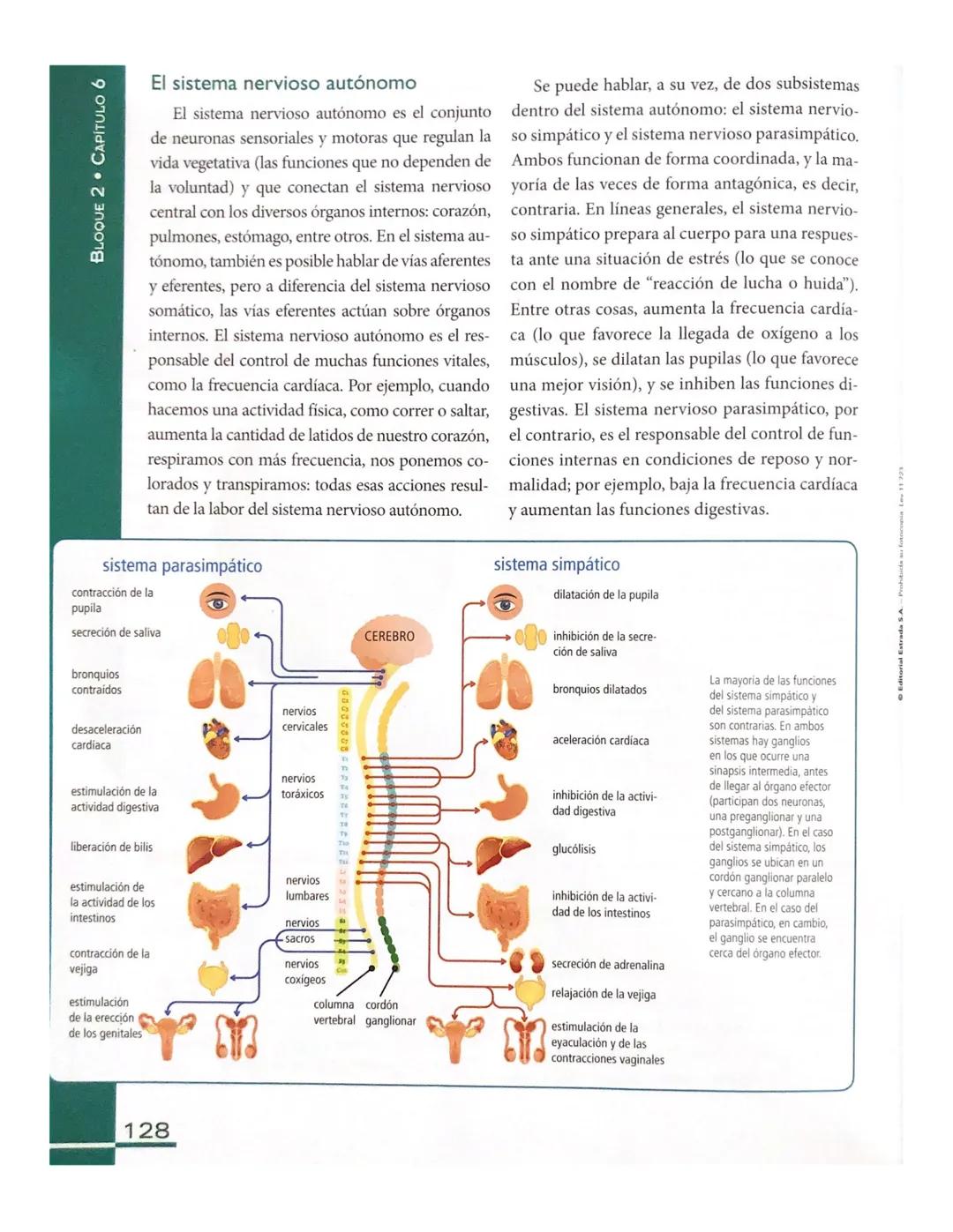 # El sistema nervioso en los seres
humanos
Al igual que el resto de los vertebrados, es
posible distinguir dos grandes zonas en el sis
tema
