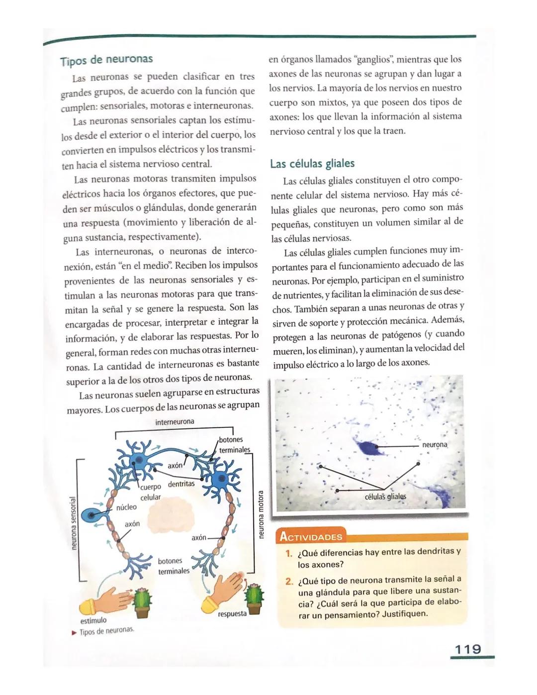 # El sistema nervioso en los seres
humanos
Al igual que el resto de los vertebrados, es
posible distinguir dos grandes zonas en el sis
tema