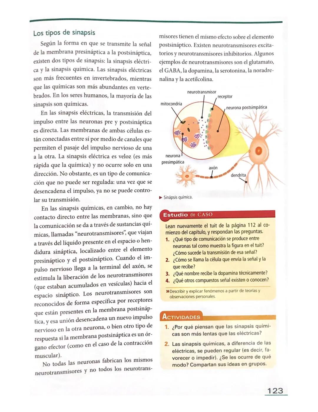 # El sistema nervioso en los seres
humanos
Al igual que el resto de los vertebrados, es
posible distinguir dos grandes zonas en el sis
tema
