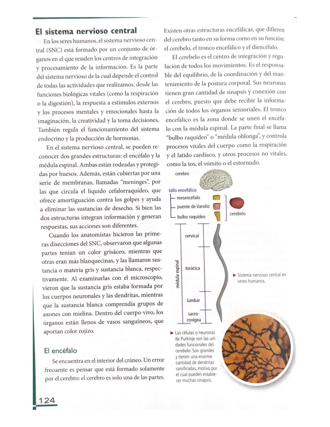 # El sistema nervioso en los seres
humanos
Al igual que el resto de los vertebrados, es
posible distinguir dos grandes zonas en el sis
tema