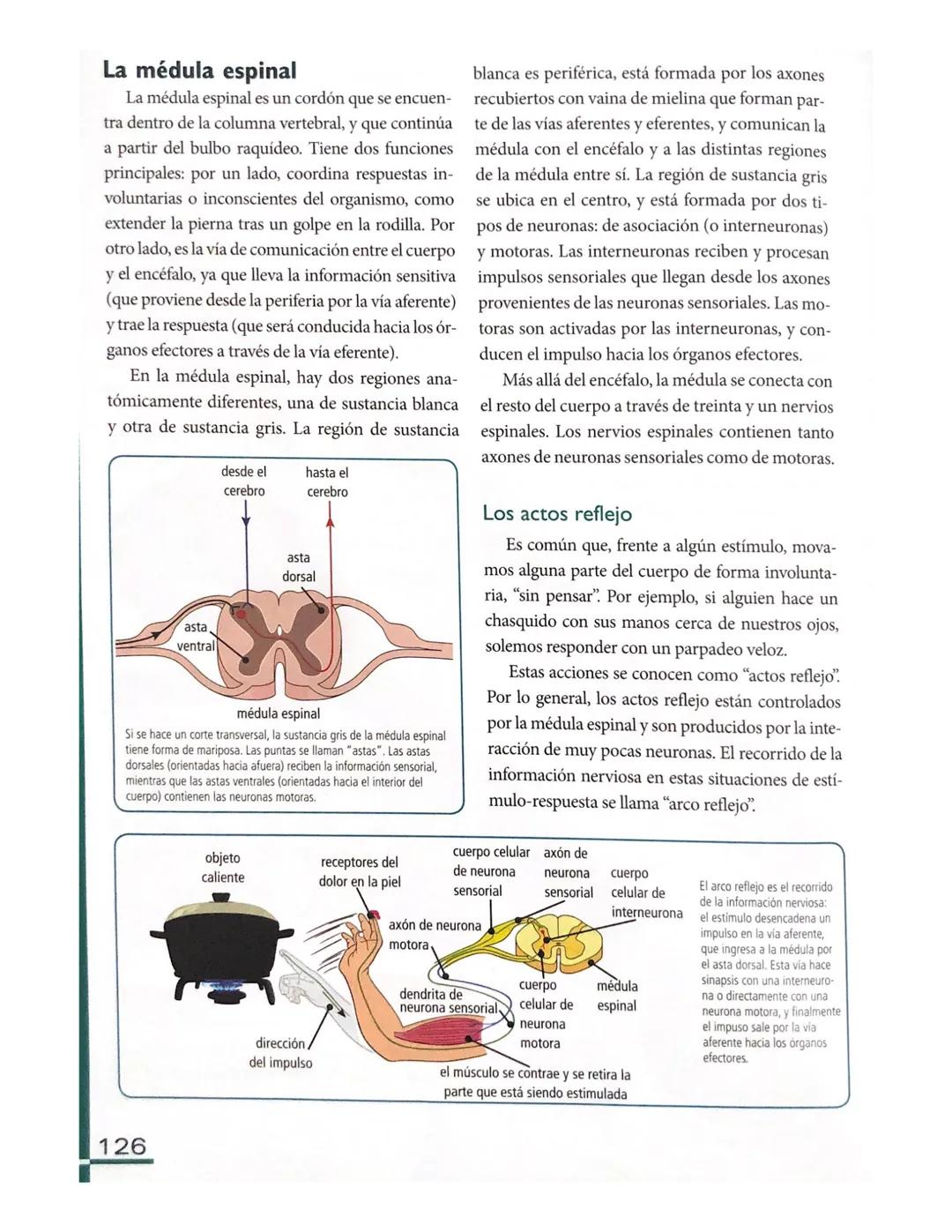 # El sistema nervioso en los seres
humanos
Al igual que el resto de los vertebrados, es
posible distinguir dos grandes zonas en el sis
tema
