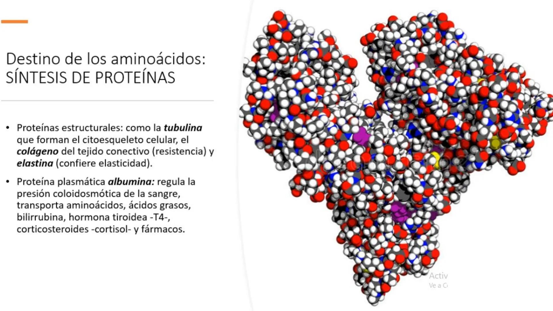 # Metabolismo de Proteínas # DIGESTIÓN DE PROTEÍNAS
Proteínas
con estructura
tridimensional # Proteína en estado nativo
# Polipéptido
# A
