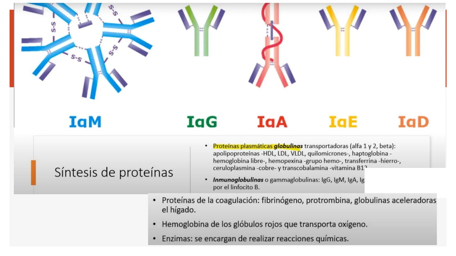 # Metabolismo de Proteínas # DIGESTIÓN DE PROTEÍNAS
Proteínas
con estructura
tridimensional # Proteína en estado nativo
# Polipéptido
# A