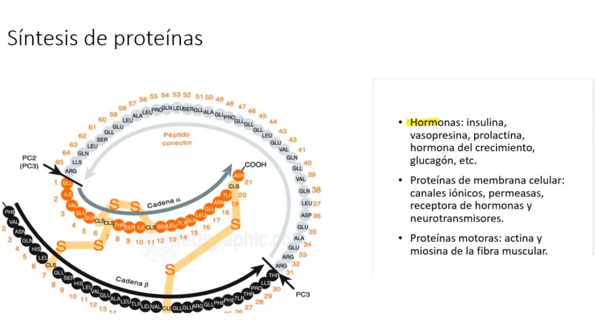 # Metabolismo de Proteínas # DIGESTIÓN DE PROTEÍNAS
Proteínas
con estructura
tridimensional # Proteína en estado nativo
# Polipéptido
# A