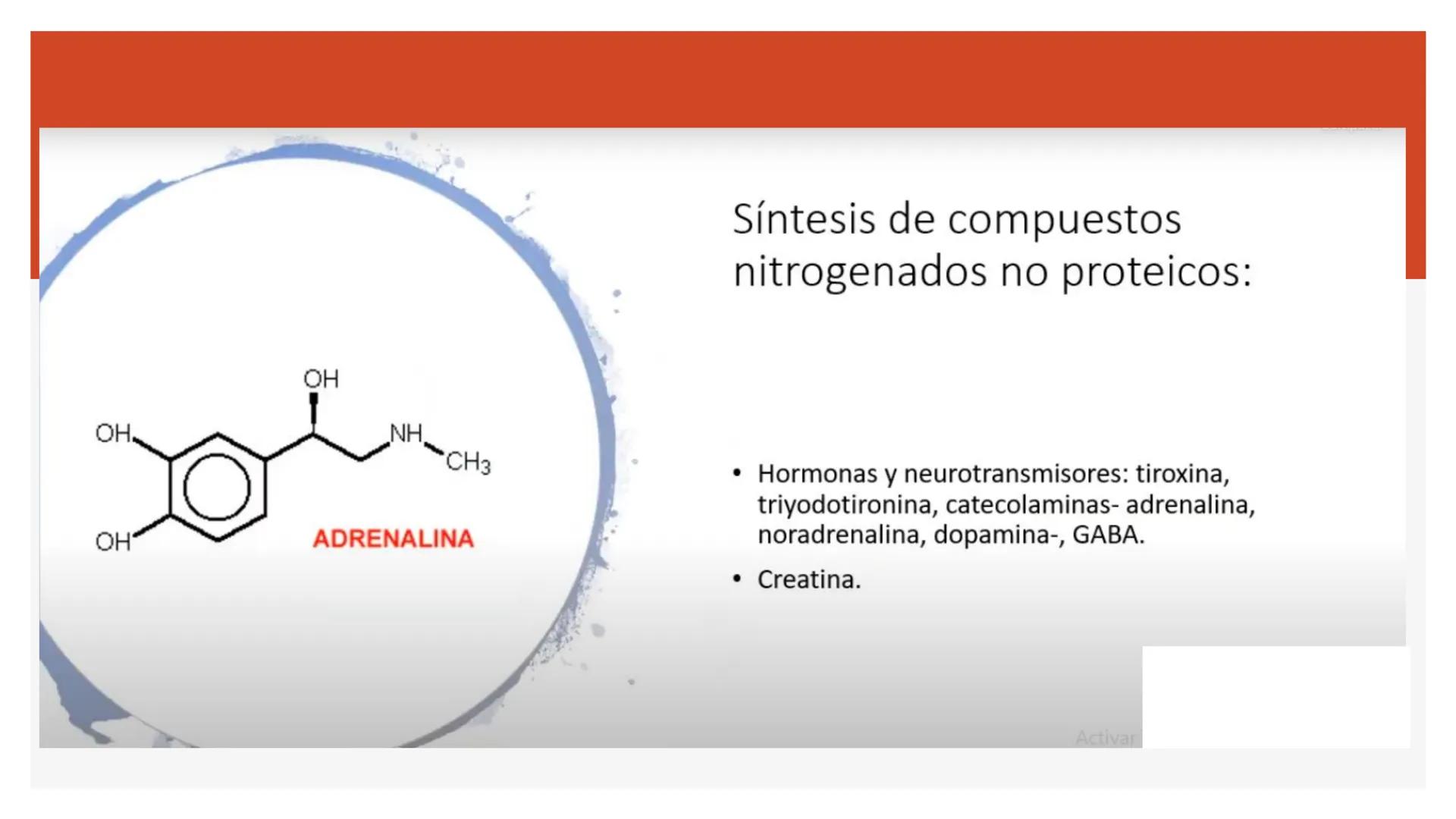 # Metabolismo de Proteínas # DIGESTIÓN DE PROTEÍNAS
Proteínas
con estructura
tridimensional # Proteína en estado nativo
# Polipéptido
# A