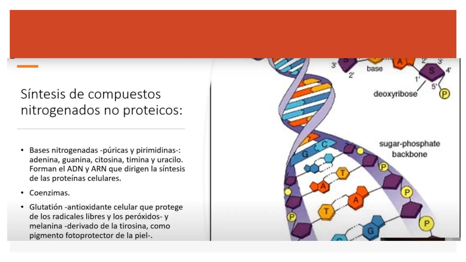 # Metabolismo de Proteínas # DIGESTIÓN DE PROTEÍNAS
Proteínas
con estructura
tridimensional # Proteína en estado nativo
# Polipéptido
# A