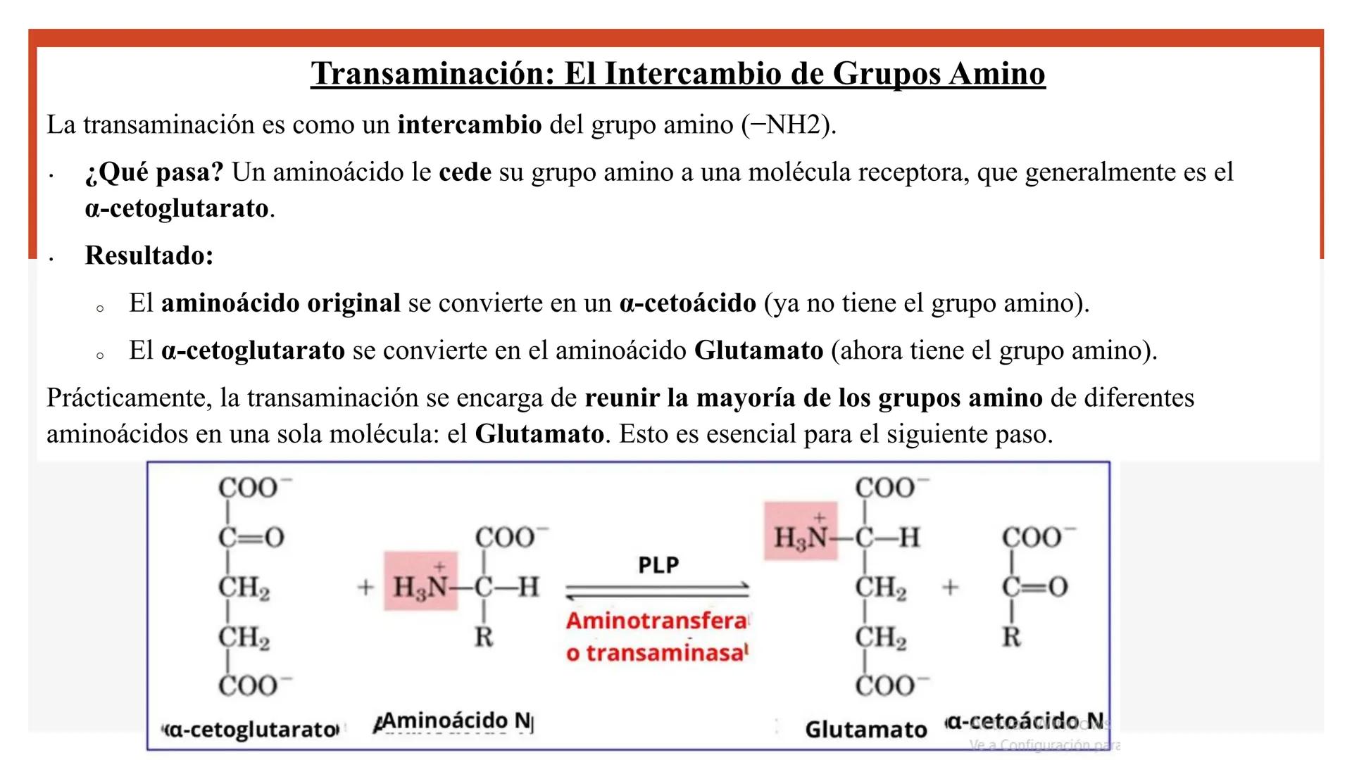 # Metabolismo de Proteínas # DIGESTIÓN DE PROTEÍNAS
Proteínas
con estructura
tridimensional # Proteína en estado nativo
# Polipéptido
# A