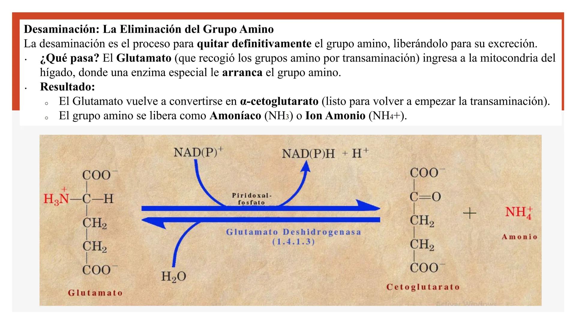 # Metabolismo de Proteínas # DIGESTIÓN DE PROTEÍNAS
Proteínas
con estructura
tridimensional # Proteína en estado nativo
# Polipéptido
# A