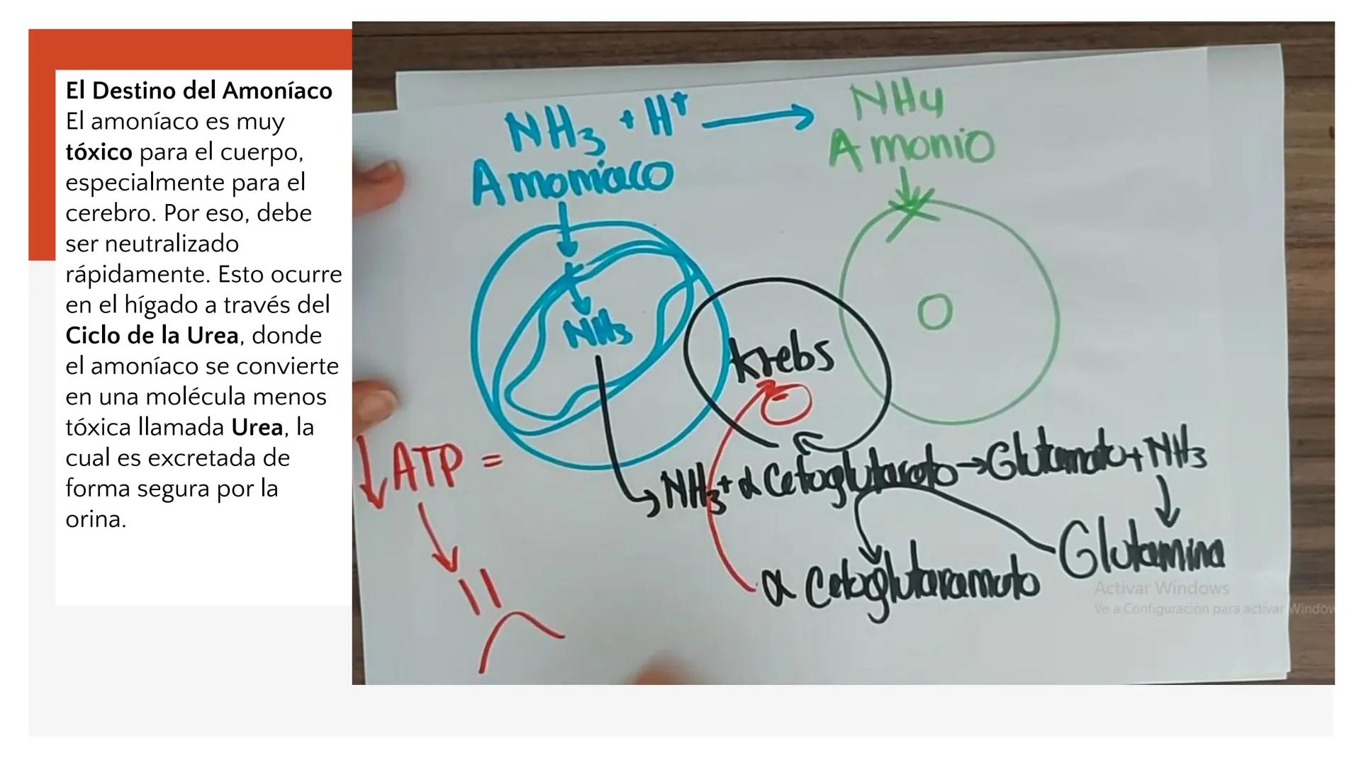 # Metabolismo de Proteínas # DIGESTIÓN DE PROTEÍNAS
Proteínas
con estructura
tridimensional # Proteína en estado nativo
# Polipéptido
# A