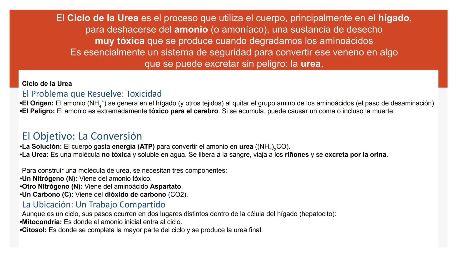# Metabolismo de Proteínas # DIGESTIÓN DE PROTEÍNAS
Proteínas
con estructura
tridimensional # Proteína en estado nativo
# Polipéptido
# A