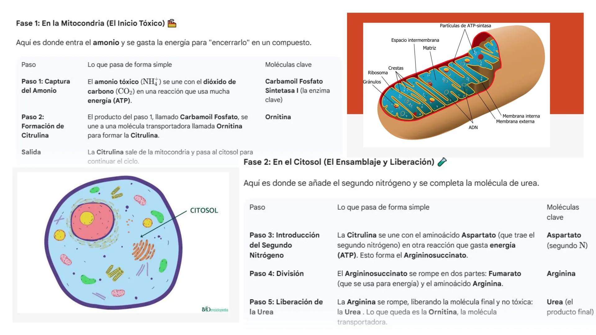 # Metabolismo de Proteínas # DIGESTIÓN DE PROTEÍNAS
Proteínas
con estructura
tridimensional # Proteína en estado nativo
# Polipéptido
# A