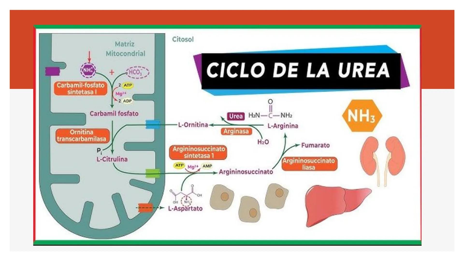 # Metabolismo de Proteínas # DIGESTIÓN DE PROTEÍNAS
Proteínas
con estructura
tridimensional # Proteína en estado nativo
# Polipéptido
# A