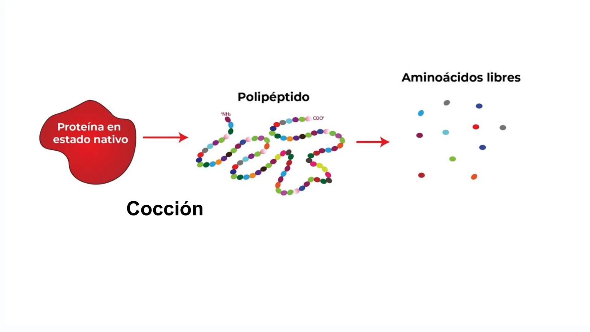 # Metabolismo de Proteínas # DIGESTIÓN DE PROTEÍNAS
Proteínas
con estructura
tridimensional # Proteína en estado nativo
# Polipéptido
# A