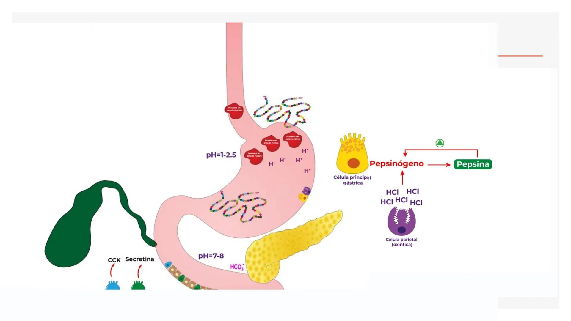 # Metabolismo de Proteínas # DIGESTIÓN DE PROTEÍNAS
Proteínas
con estructura
tridimensional # Proteína en estado nativo
# Polipéptido
# A