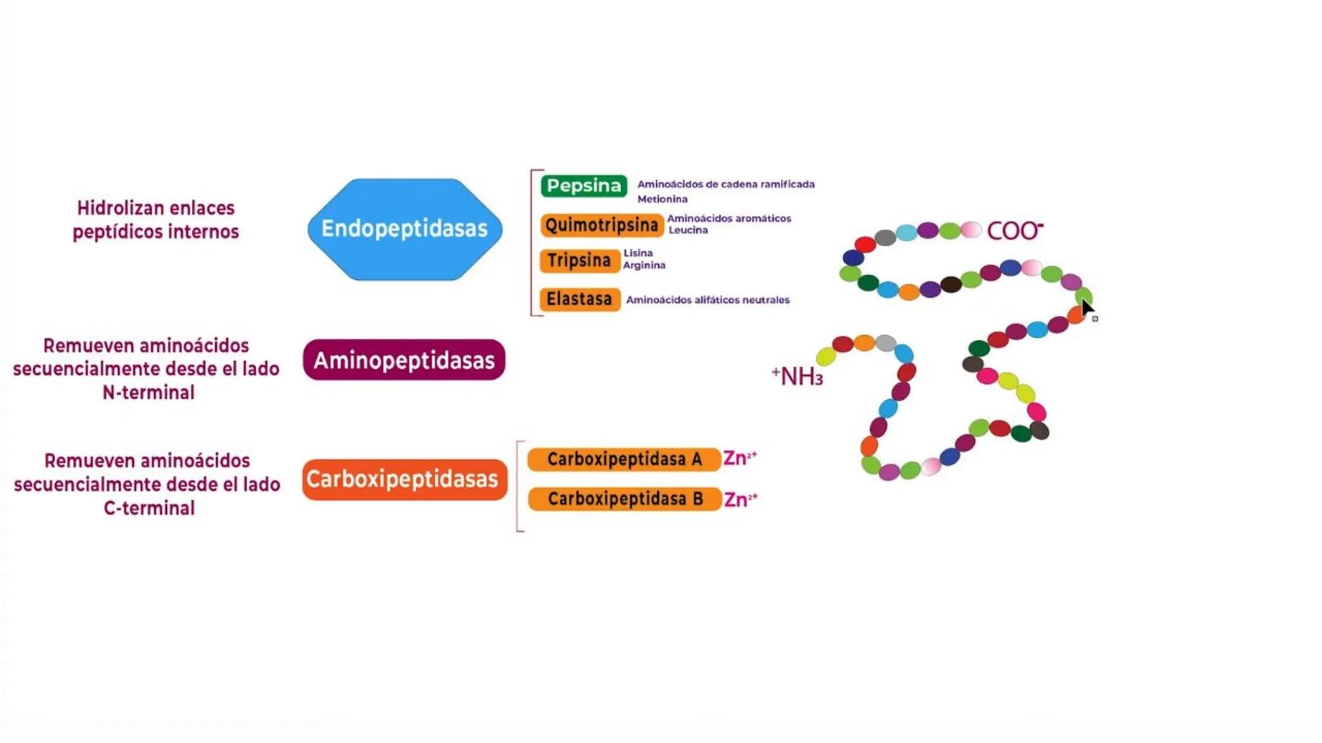# Metabolismo de Proteínas # DIGESTIÓN DE PROTEÍNAS
Proteínas
con estructura
tridimensional # Proteína en estado nativo
# Polipéptido
# A