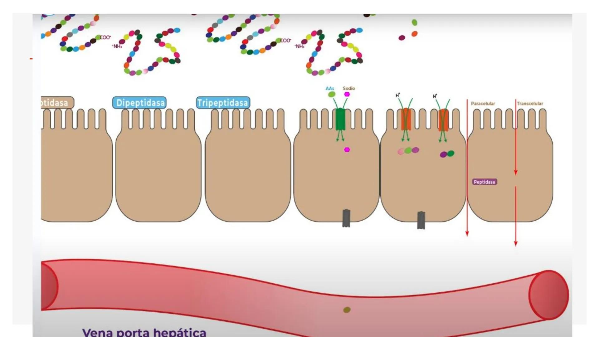 # Metabolismo de Proteínas # DIGESTIÓN DE PROTEÍNAS
Proteínas
con estructura
tridimensional # Proteína en estado nativo
# Polipéptido
# A