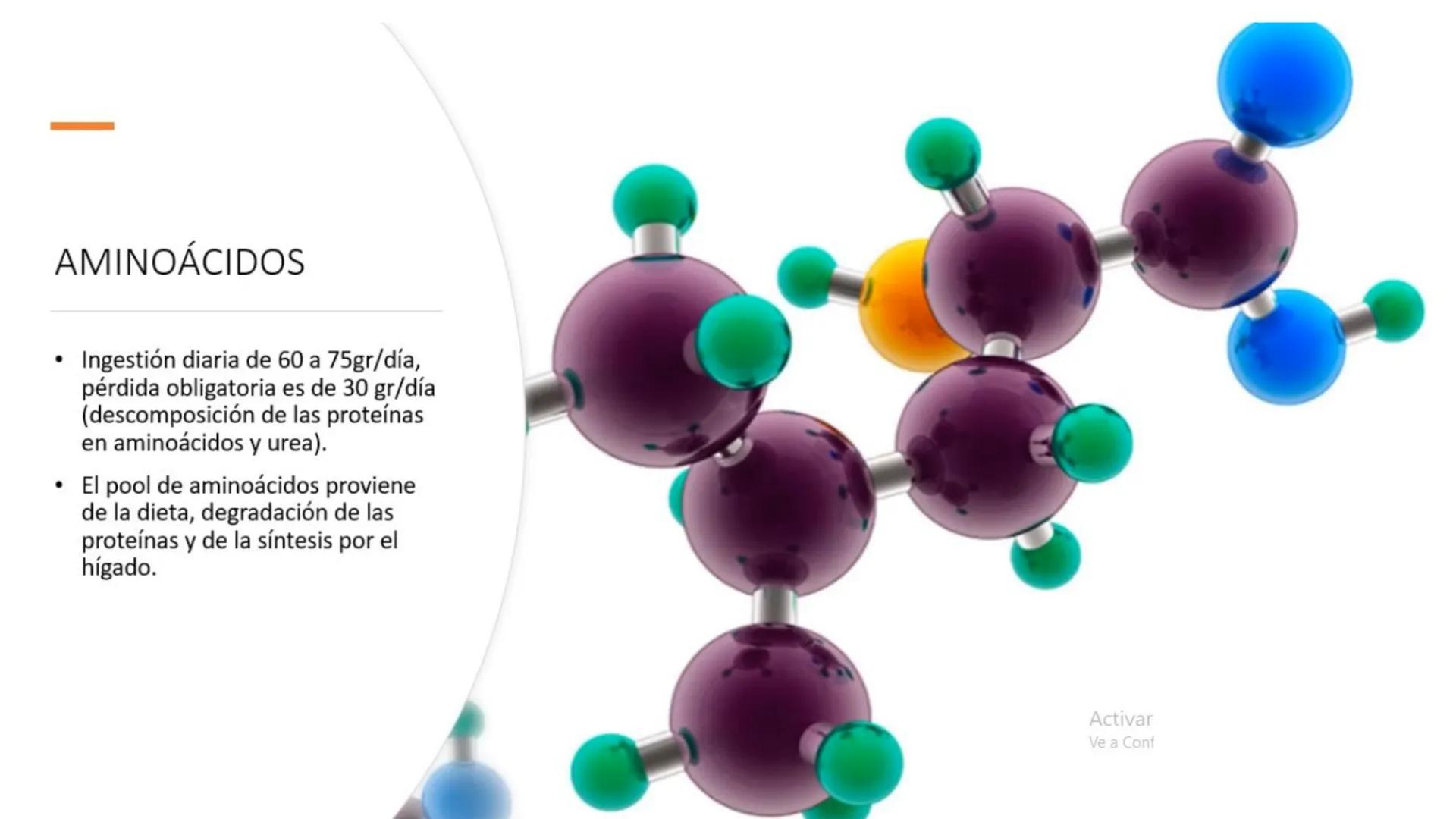 # Metabolismo de Proteínas # DIGESTIÓN DE PROTEÍNAS
Proteínas
con estructura
tridimensional # Proteína en estado nativo
# Polipéptido
# A