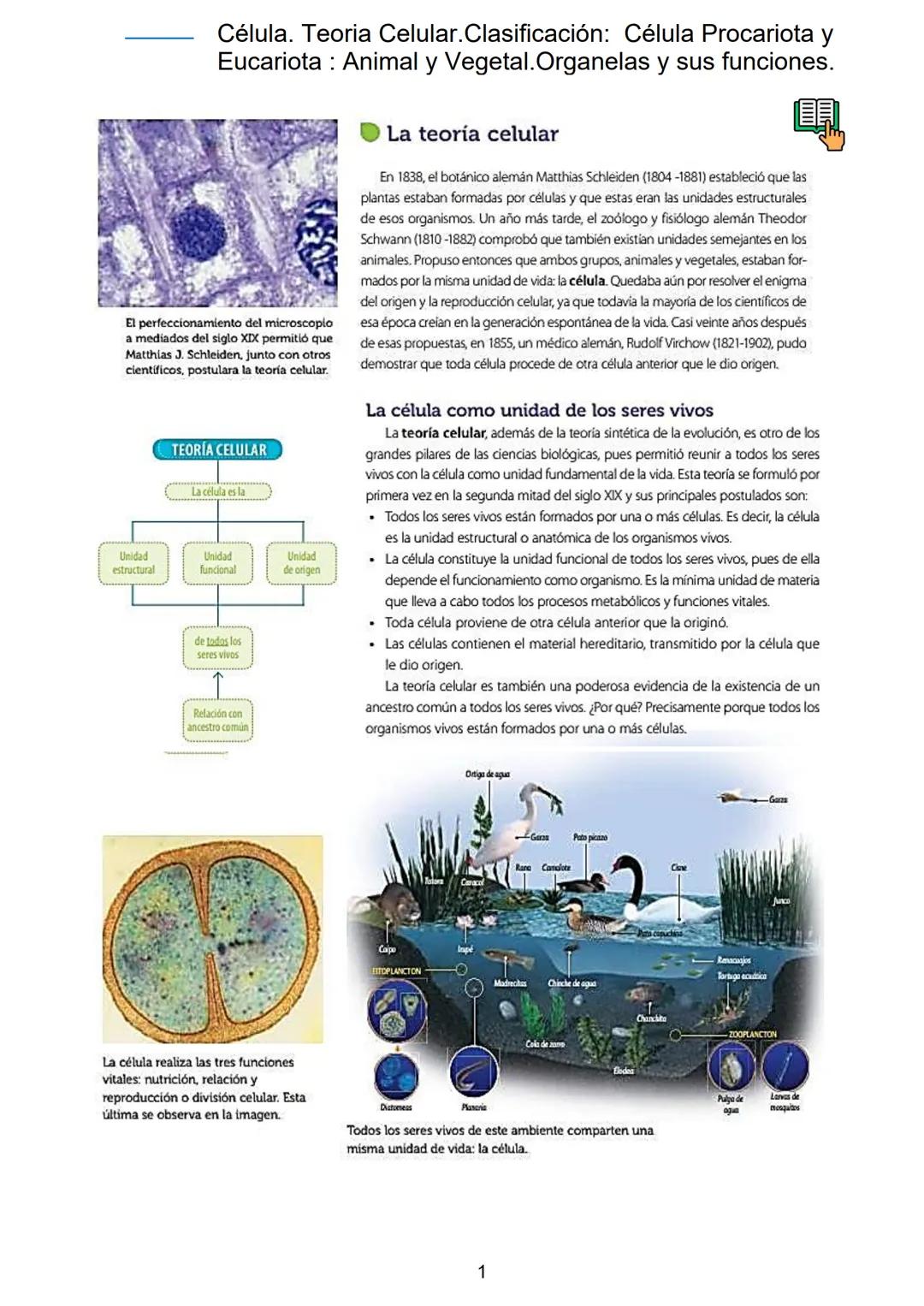 # Célula. Teoria Celular. Clasificación: Célula Procariota y
Eucariota: Animal y Vegetal. Organelas y sus funciones.
El perfeccionamiento d