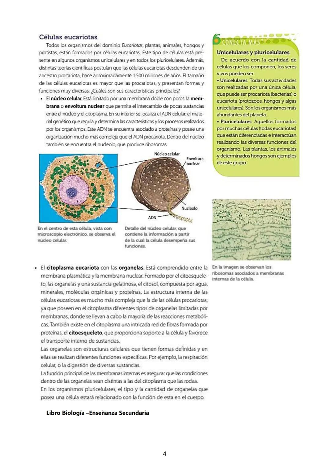 # Célula. Teoria Celular. Clasificación: Célula Procariota y
Eucariota: Animal y Vegetal. Organelas y sus funciones.
El perfeccionamiento d