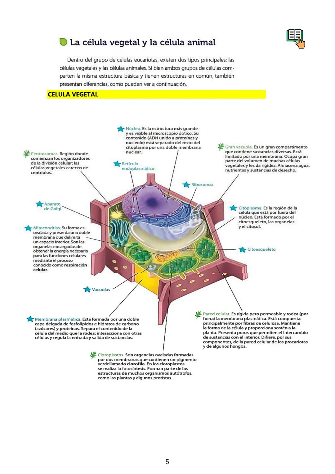 # Célula. Teoria Celular. Clasificación: Célula Procariota y
Eucariota: Animal y Vegetal. Organelas y sus funciones.
El perfeccionamiento d