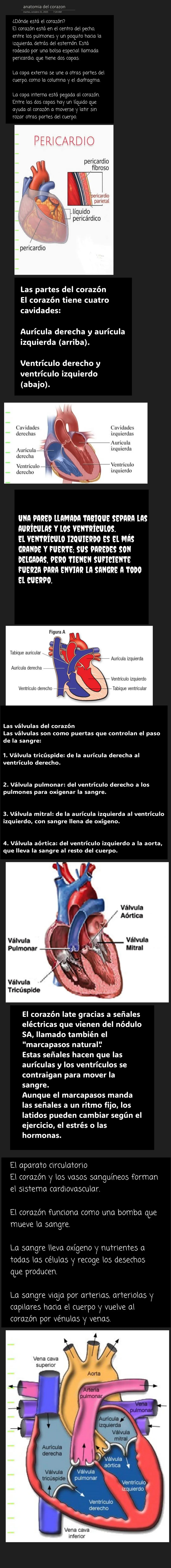 ¿Dónde está el corazón?
El corazón está en el centro del pecho, entre los pulmones y un poquito hacia la izquierda dentro del esternón (Caj