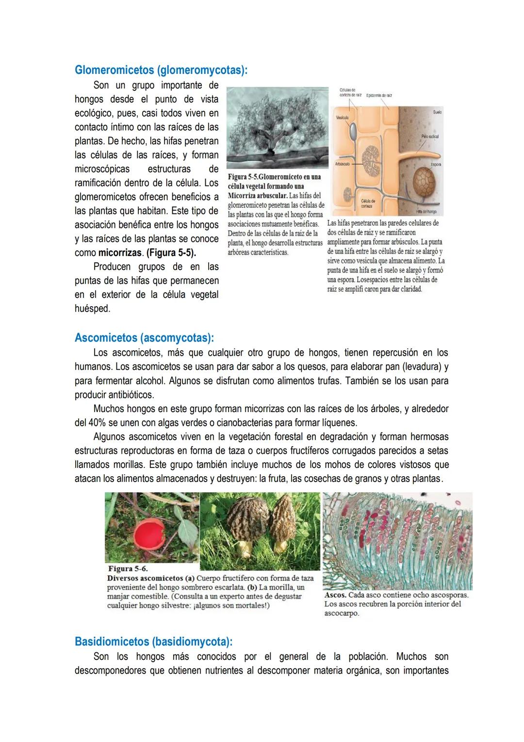 # UNIDAD 4 # DOMINIO ARQUEA y DOMINIO EUBACTERIA: constituidos por
células procariotas.
Los primeros organismos que habitaron la Tierra fue