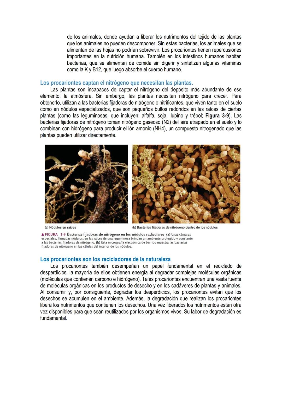 # UNIDAD 4 # DOMINIO ARQUEA y DOMINIO EUBACTERIA: constituidos por
células procariotas.
Los primeros organismos que habitaron la Tierra fue