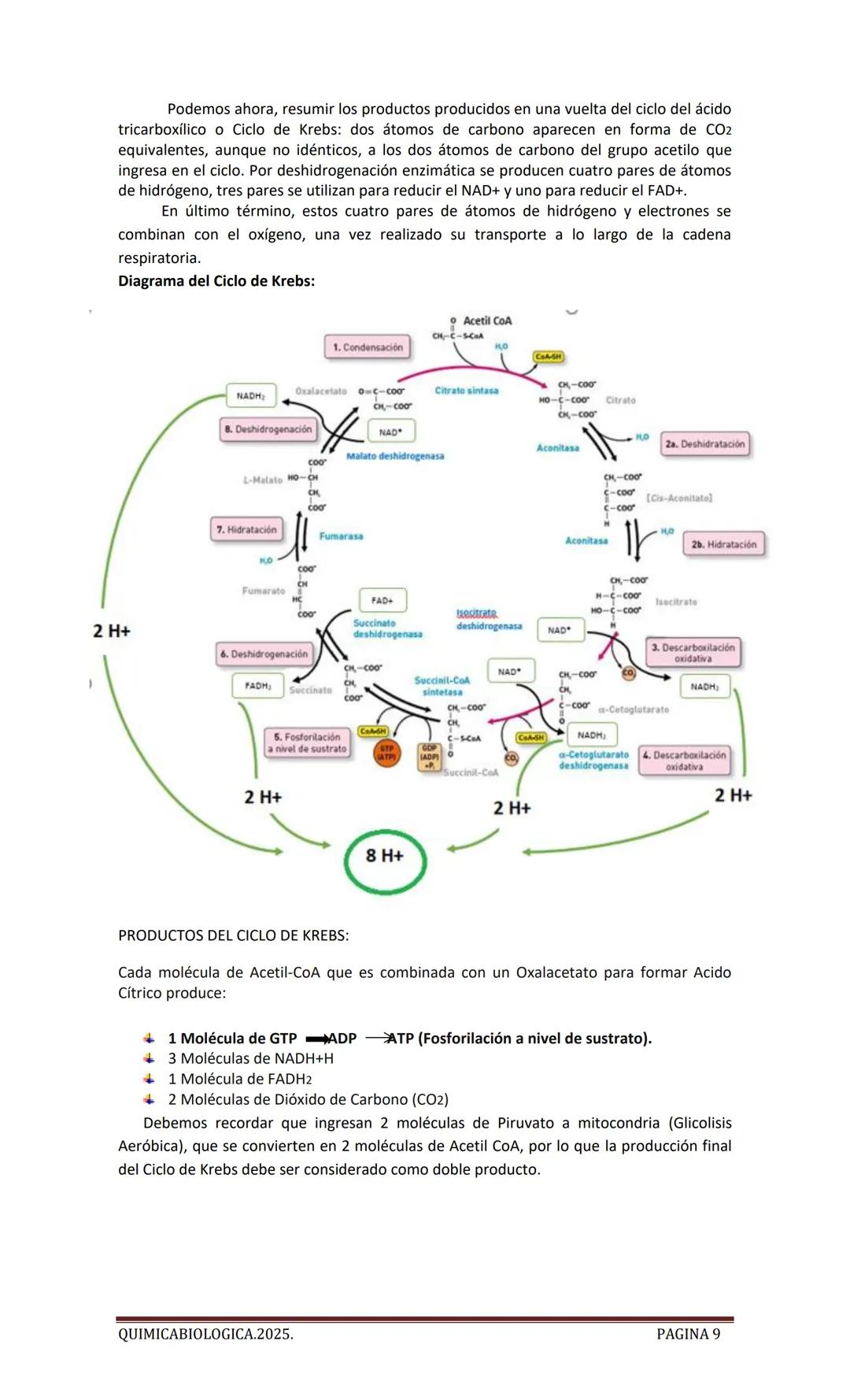 2025
CARTILLA DE METABOLISMO: CICLO DE
KREBS. CADENA RESPIRATORIA. LANZADERA
G3P. VIA DE LAS PENTOSAS.
Acetil-CoA 20 Citrato
H20
NADH+H
CO