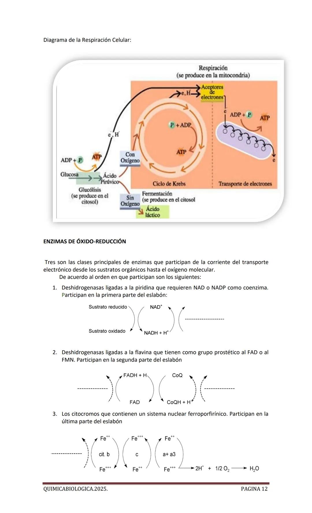2025
CARTILLA DE METABOLISMO: CICLO DE
KREBS. CADENA RESPIRATORIA. LANZADERA
G3P. VIA DE LAS PENTOSAS.
Acetil-CoA 20 Citrato
H20
NADH+H
CO