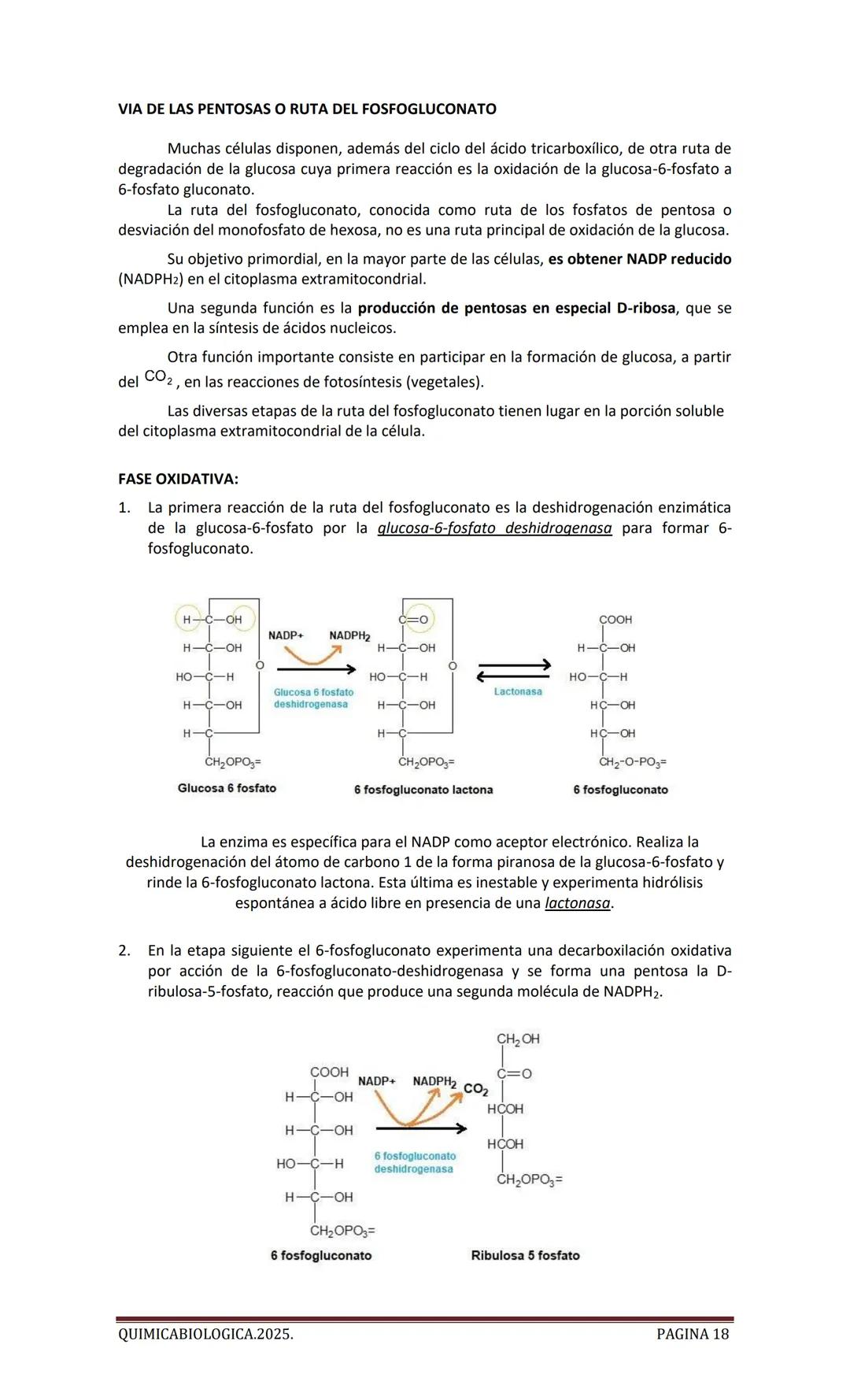 2025
CARTILLA DE METABOLISMO: CICLO DE
KREBS. CADENA RESPIRATORIA. LANZADERA
G3P. VIA DE LAS PENTOSAS.
Acetil-CoA 20 Citrato
H20
NADH+H
CO