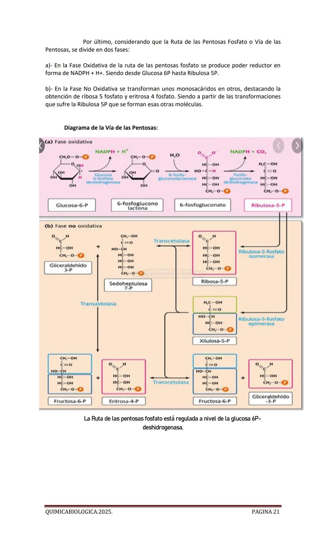 2025
CARTILLA DE METABOLISMO: CICLO DE
KREBS. CADENA RESPIRATORIA. LANZADERA
G3P. VIA DE LAS PENTOSAS.
Acetil-CoA 20 Citrato
H20
NADH+H
CO