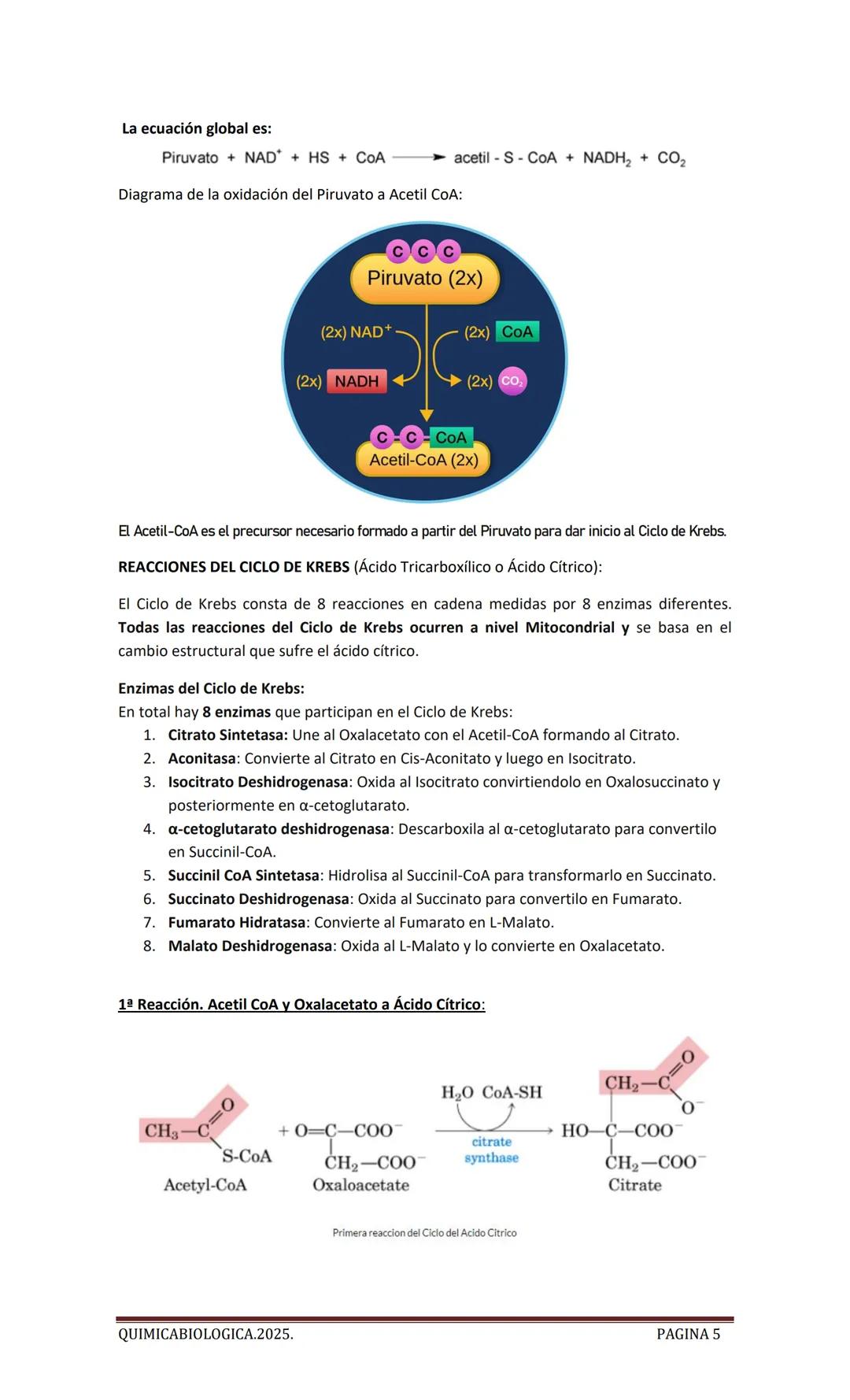 2025
CARTILLA DE METABOLISMO: CICLO DE
KREBS. CADENA RESPIRATORIA. LANZADERA
G3P. VIA DE LAS PENTOSAS.
Acetil-CoA 20 Citrato
H20
NADH+H
CO