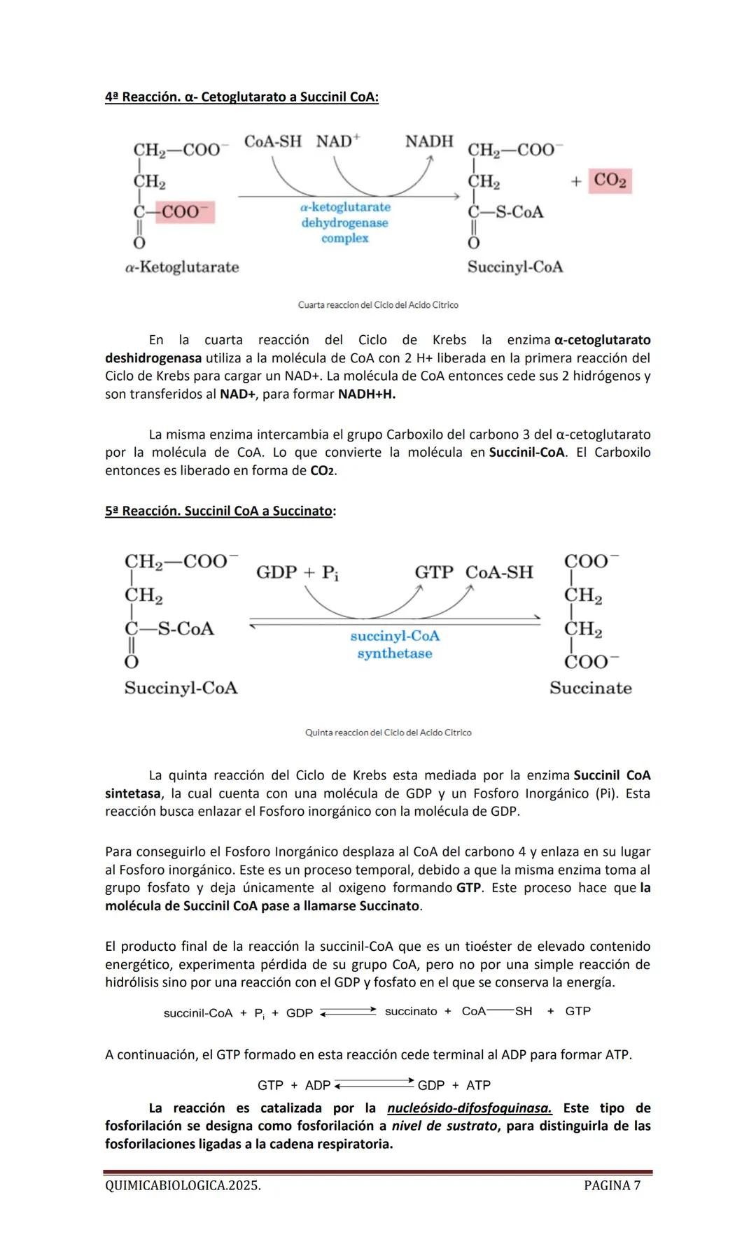 2025
CARTILLA DE METABOLISMO: CICLO DE
KREBS. CADENA RESPIRATORIA. LANZADERA
G3P. VIA DE LAS PENTOSAS.
Acetil-CoA 20 Citrato
H20
NADH+H
CO