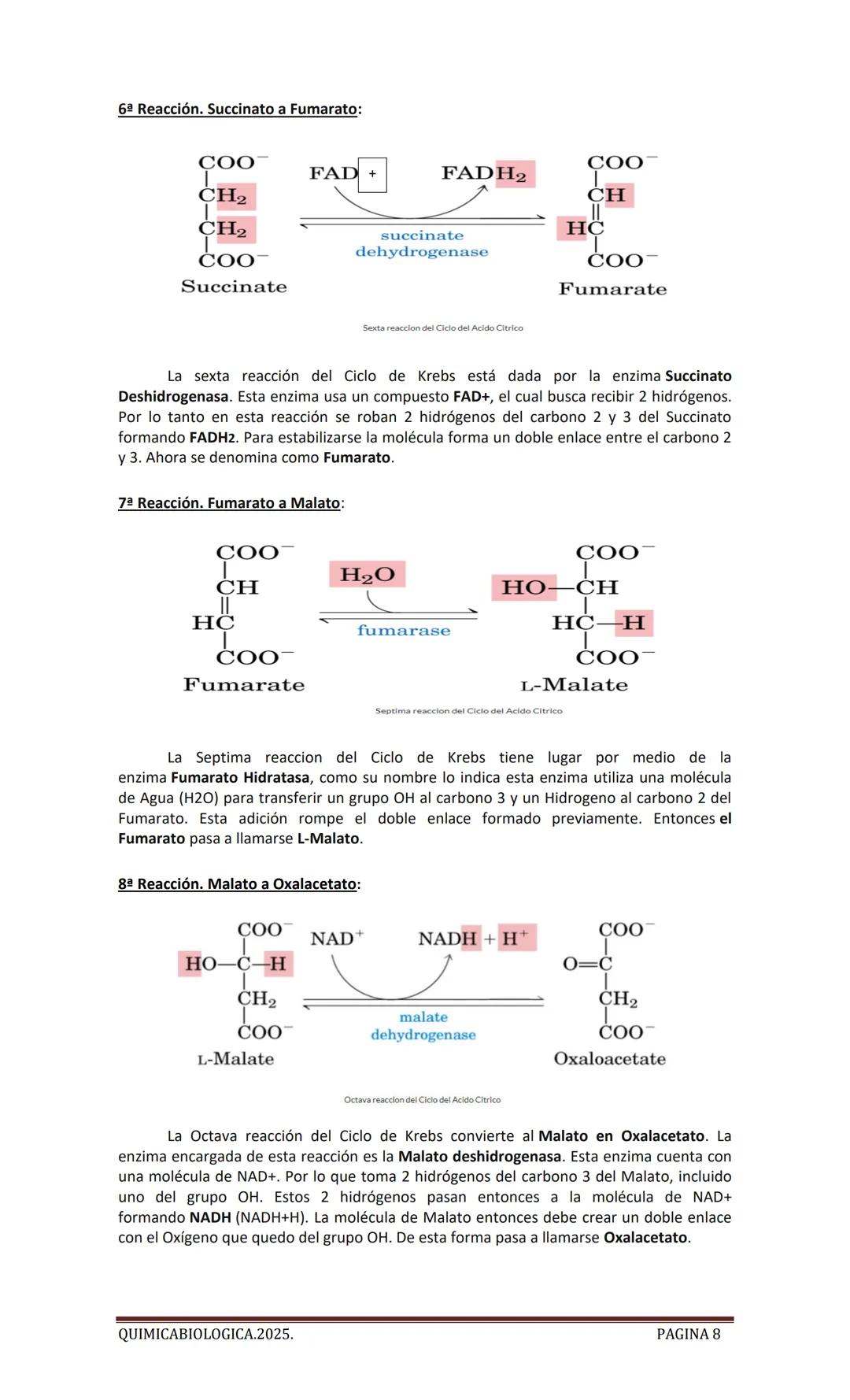 2025
CARTILLA DE METABOLISMO: CICLO DE
KREBS. CADENA RESPIRATORIA. LANZADERA
G3P. VIA DE LAS PENTOSAS.
Acetil-CoA 20 Citrato
H20
NADH+H
CO
