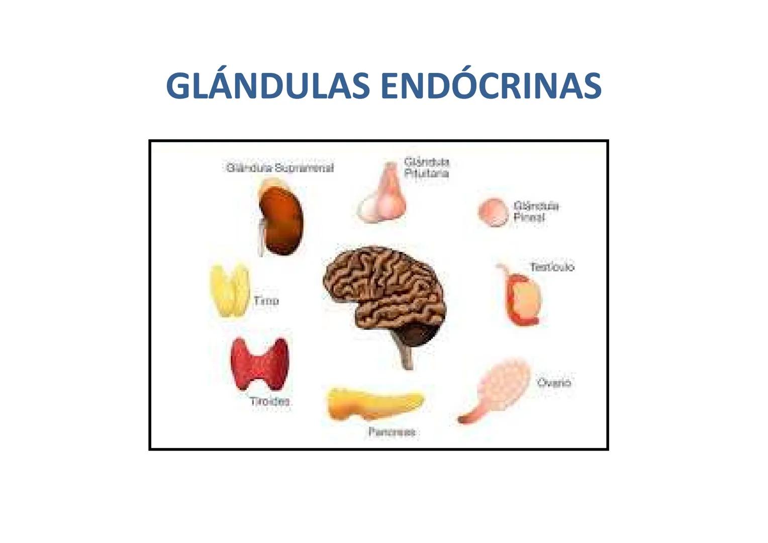 # GLÁNDULAS ENDÓCRINAS
Glàndula Suprarrenal
Glàndula Pituitaria
Glàndula Pineal
Testiculo
Timo
Ovario
Tiroides
Pancreas # HIPÓFISIS