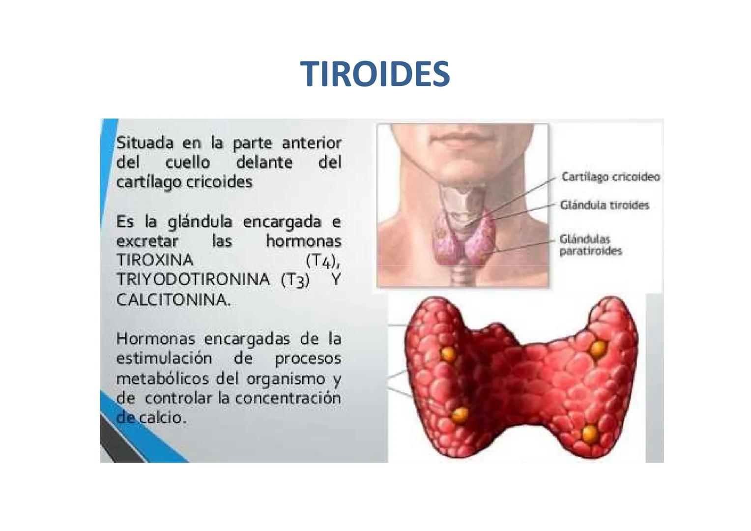 # GLÁNDULAS ENDÓCRINAS
Glàndula Suprarrenal
Glàndula Pituitaria
Glàndula Pineal
Testiculo
Timo
Ovario
Tiroides
Pancreas # HIPÓFISIS
