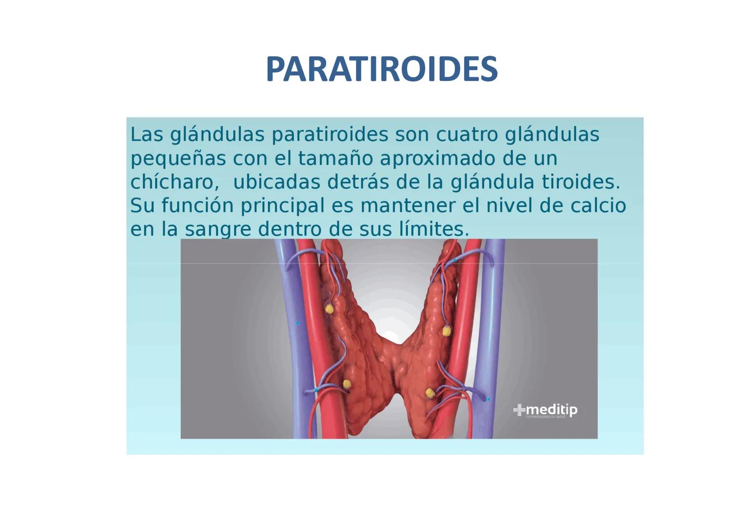 # GLÁNDULAS ENDÓCRINAS
Glàndula Suprarrenal
Glàndula Pituitaria
Glàndula Pineal
Testiculo
Timo
Ovario
Tiroides
Pancreas # HIPÓFISIS