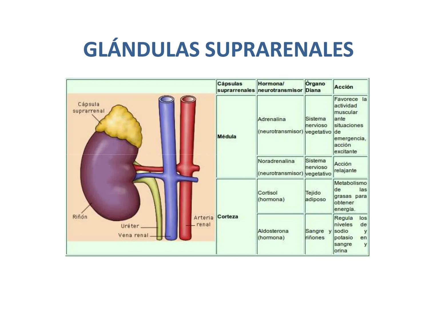 # GLÁNDULAS ENDÓCRINAS
Glàndula Suprarrenal
Glàndula Pituitaria
Glàndula Pineal
Testiculo
Timo
Ovario
Tiroides
Pancreas # HIPÓFISIS