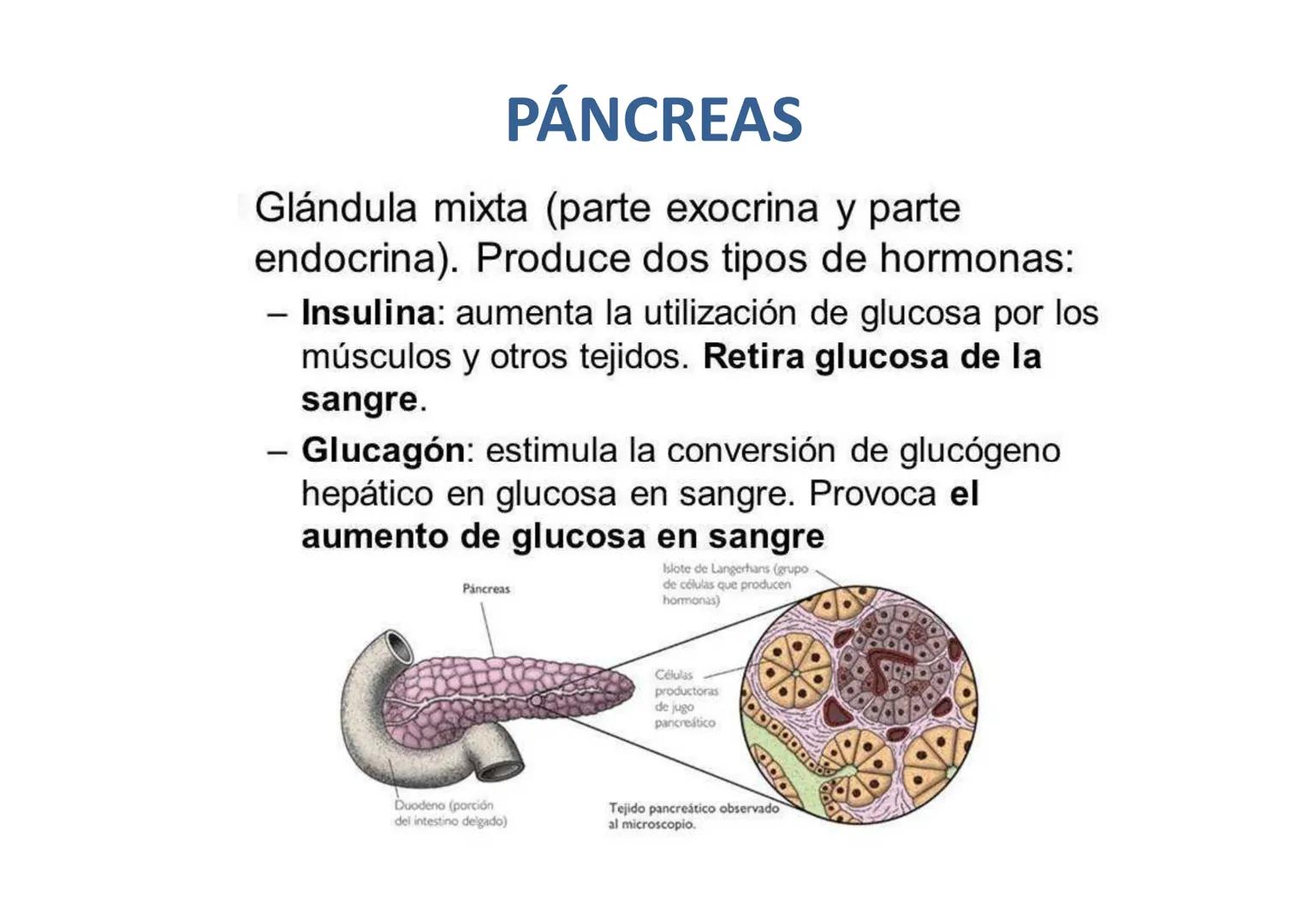 # GLÁNDULAS ENDÓCRINAS
Glàndula Suprarrenal
Glàndula Pituitaria
Glàndula Pineal
Testiculo
Timo
Ovario
Tiroides
Pancreas # HIPÓFISIS